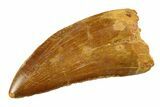Serrated, Carcharodontosaurus Tooth - Real Dinosaur Tooth #351719-1